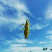 hooo
