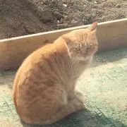 ネコの画像