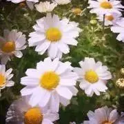 ルイ・:*の画像
