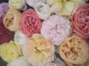 これまる☆プロフ&コメント必読お願いです