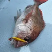雄大丸
