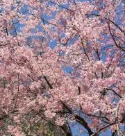 いこの画像