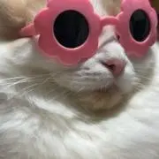 トラキチの画像