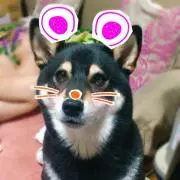 ユキピー