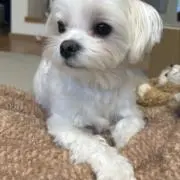 RiHOの画像