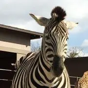 うずしおうずの画像