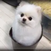 かやの画像