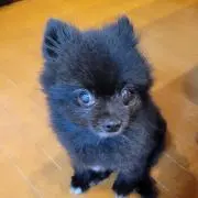 あき姉の画像