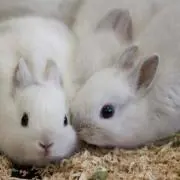 うさ