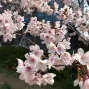 ともころの画像