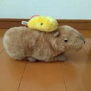 カピママの画像