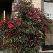 ははの画像
