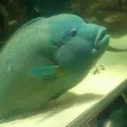 えな