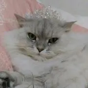 jasmine
