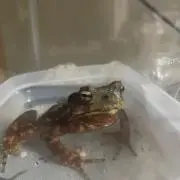 ゆう