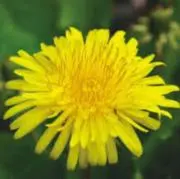 たんぽぽの画像