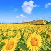 ゆー⭐️即日配送⭐️値下げ交渉OKの画像