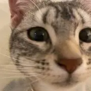 彩華の画像