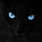 黒ΦωΦ猫＊コメ無し購入⭕️の画像
