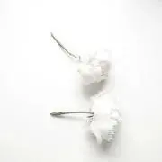 はなの画像