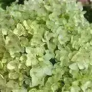 kansoの画像