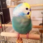 ハピ