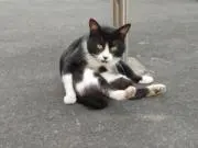 てんの画像