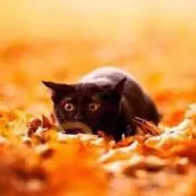ちゃっぴーの画像
