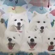 ruiの画像