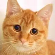 茶猫の画像
