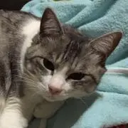 ねこ　引っ越し準備中の画像
