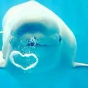 めろろの画像