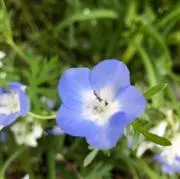 picorinの画像