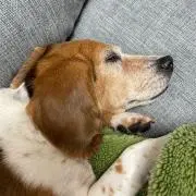 みほ