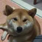 ココアの画像