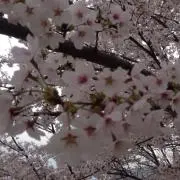 さくらの画像