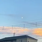 suiの画像
