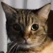 Image of Ryuuu