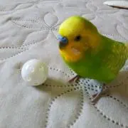 PiPiの画像
