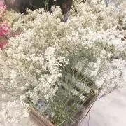 たったんの画像