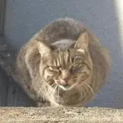 めめ