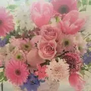 ノビタの画像