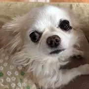 Eiko
