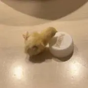 しー