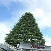 Riiの画像