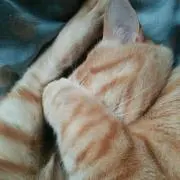ラキミャア
