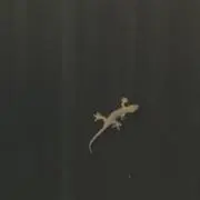 神の画像