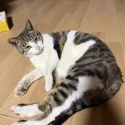 りゅうらの画像