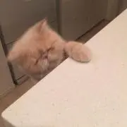 モモの画像