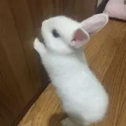 まゆこ